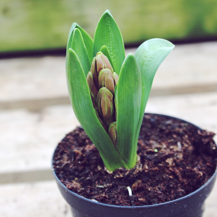 plant image 933781