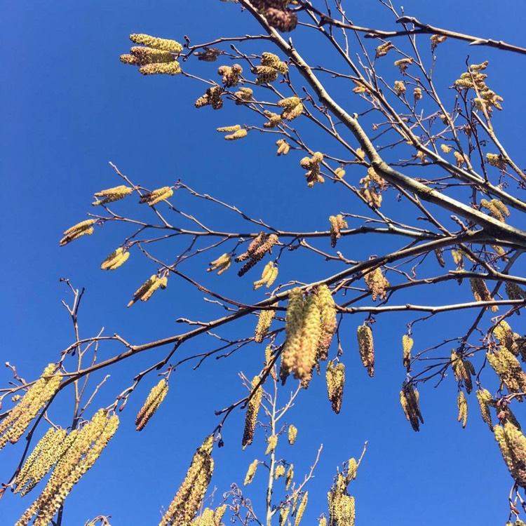 Plant image Alnus glutinosa