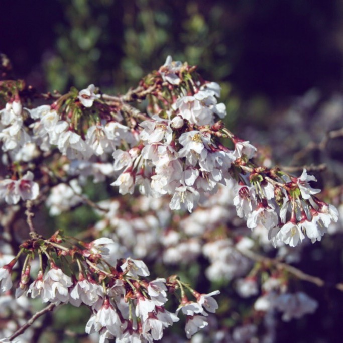 plant image 953689
