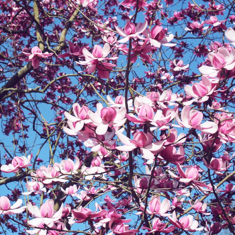 Plant image Magnolia