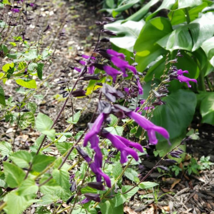 plant image 1146343