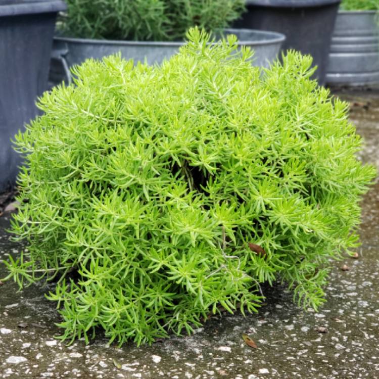 plant image 1146716