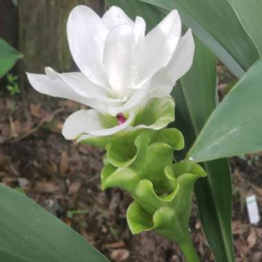 Curcuma