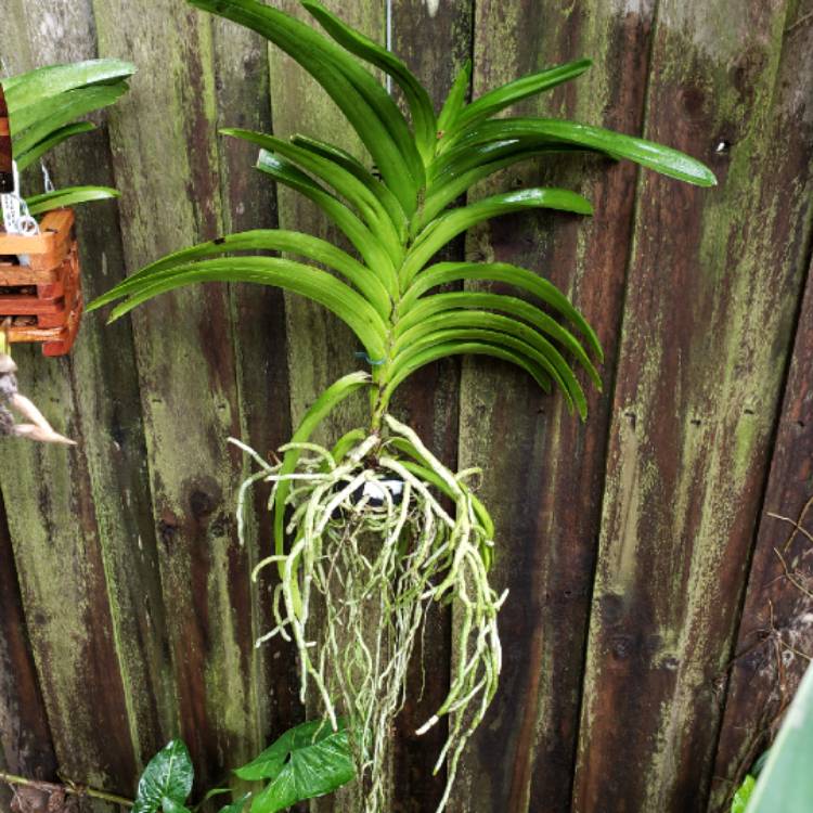 plant image 1148077