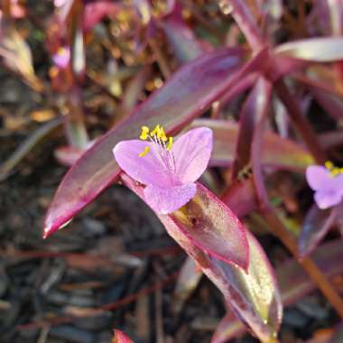 Tradescantia pallida 'Purpurea' syn. Tradescantia pallida 'Purple Heart'