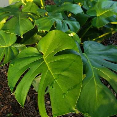 Monstera deliciosa
