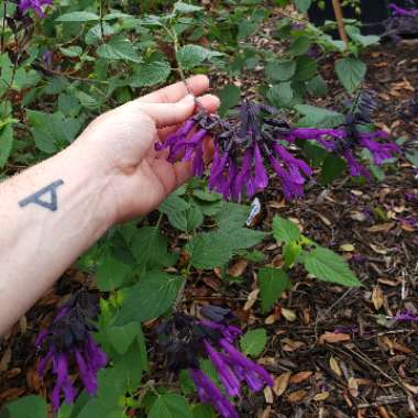 Salvia 'Amistad'