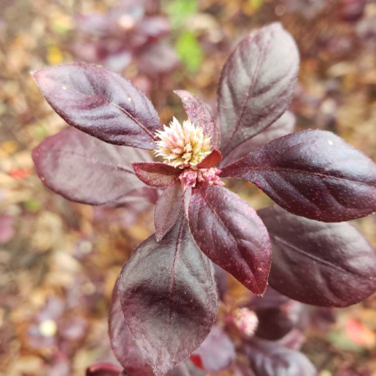plant image 1209094
