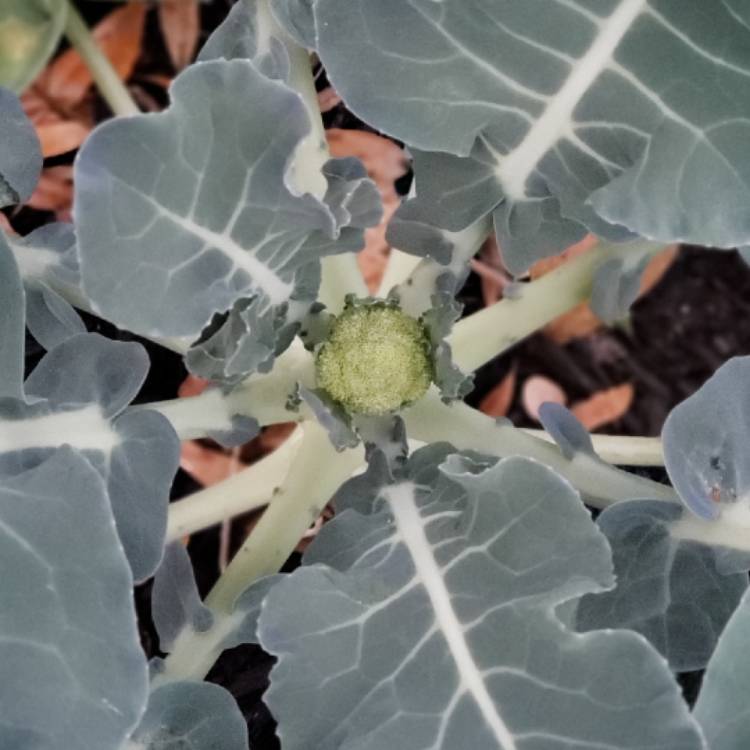 Plant image Brassica oleracea (Italica Group)