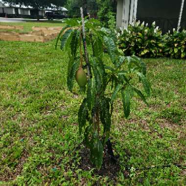 Mangifera indica