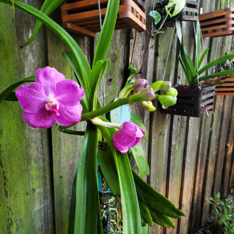 Plant image Vanda