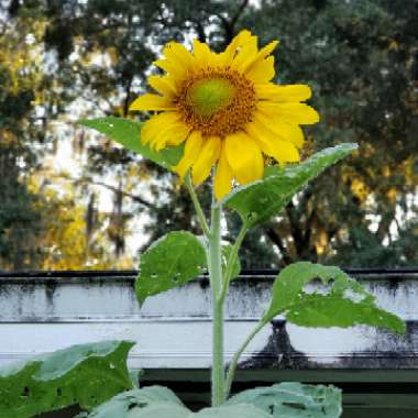 Helianthus annuus 'Russian Giant'