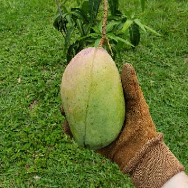 Mangifera indica