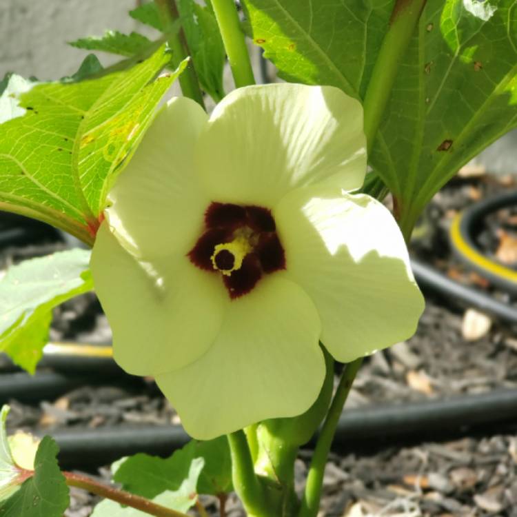 Plant image Abelmoschus esculentus 'Baby Bubba'
