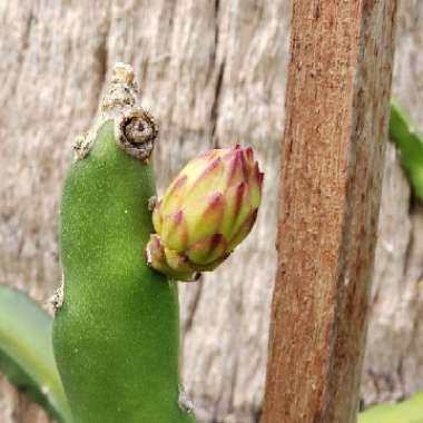 Hylocereus polyrhizus