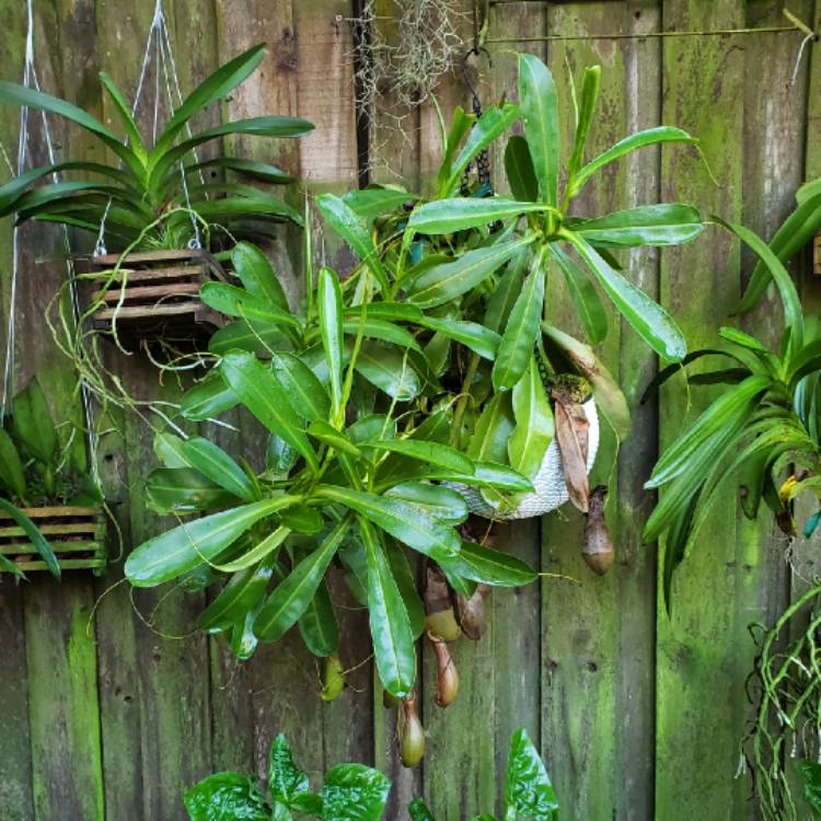plant image 1404960
