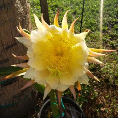 Hylocereus polyrhizus