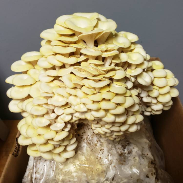 Plant image Pleurotus Ostreatus