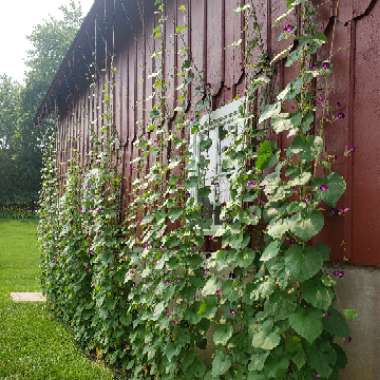 Ipomoea purpurea 'Grandpa Ott'