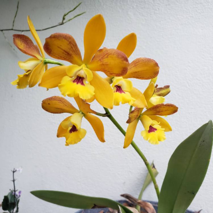 plant image 1595979