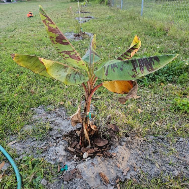 plant image 1700468