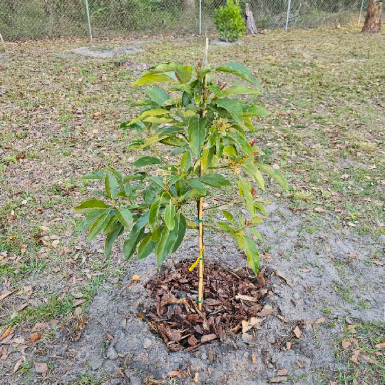 Plant image Persea americana 'Brogdon Avocado'