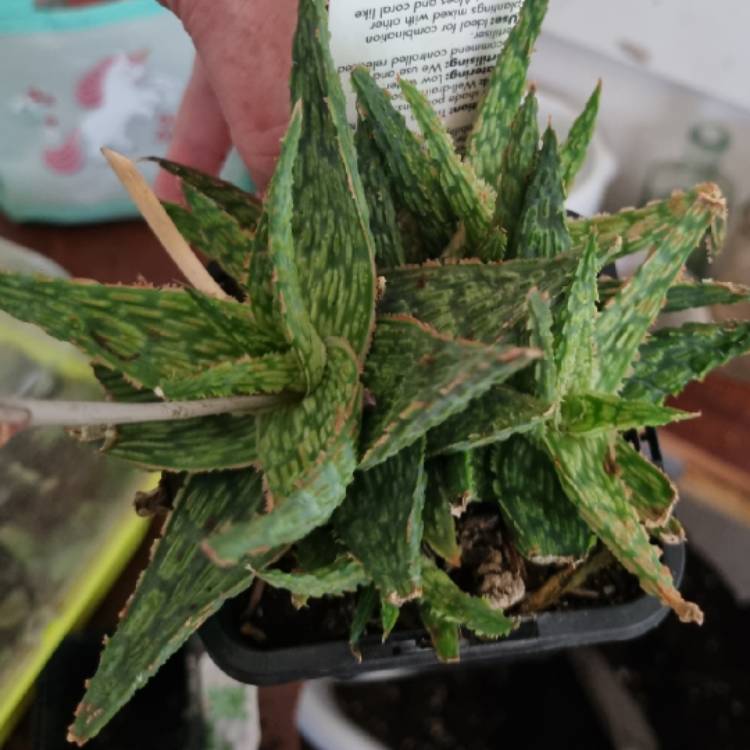 Plant image Aloe Morgan's hybrid