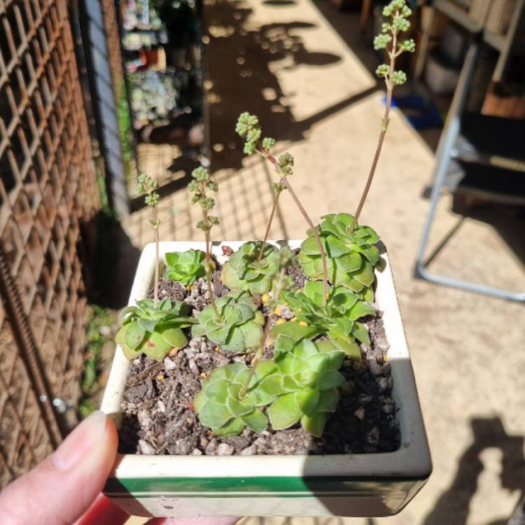 Plant image Crassula 'Orbicularis'