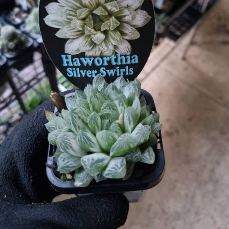 plant image 1690913