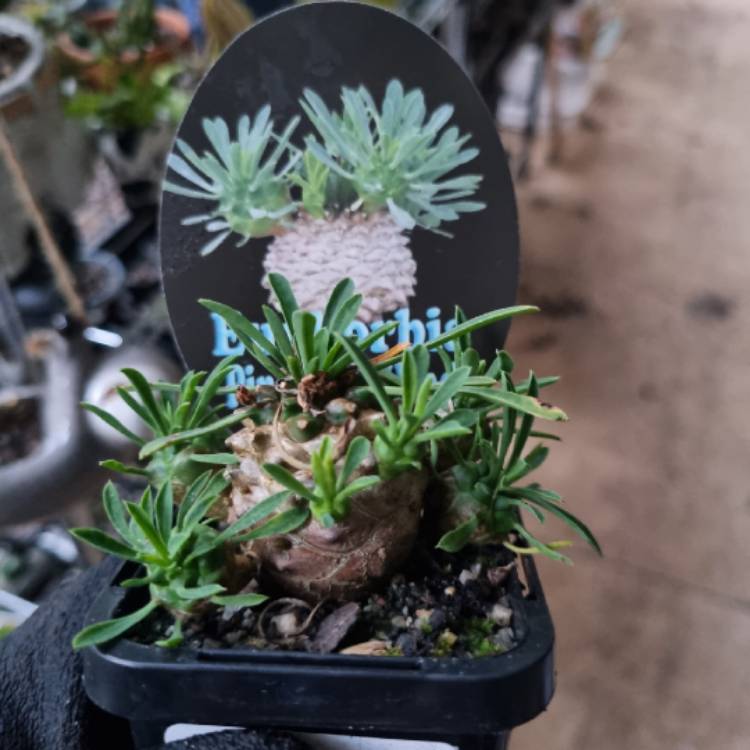 plant image 1690916