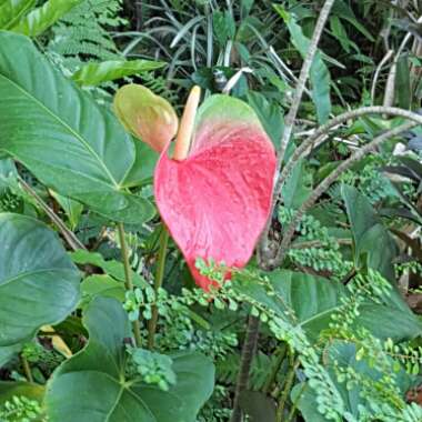 Maria 's garden