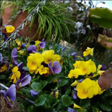 Maria 's garden