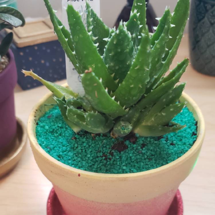 plant image 1176845
