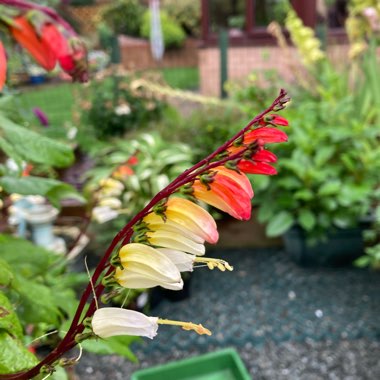 Ipomoea lobata syn. Ipomoea versicolor, Mina lobata