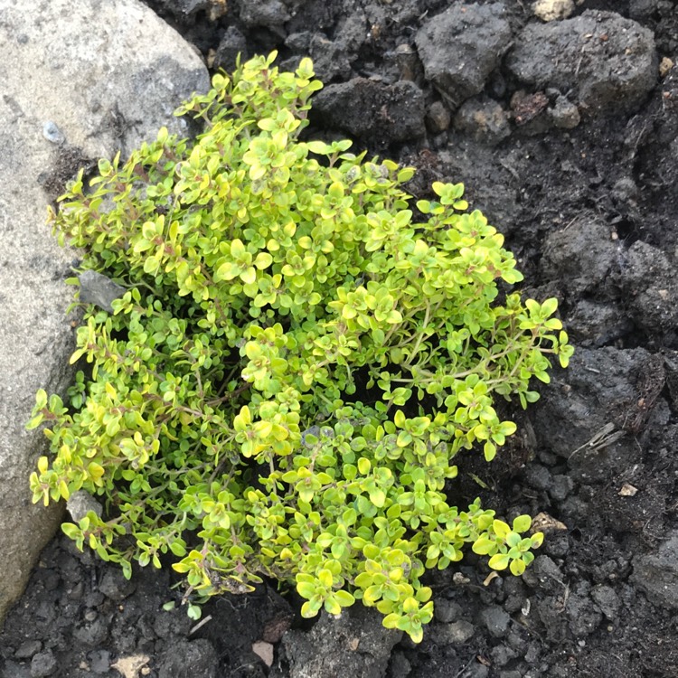 Plant image Thymus Serpyllum 'Elfin'