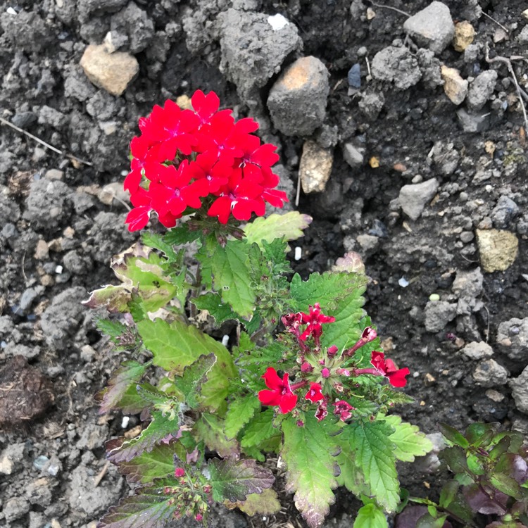 Plant image Verbena 'Magelana Red'