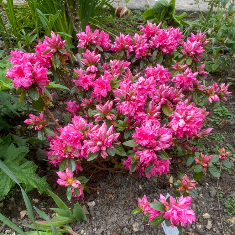 Plant image Rhododendron 'Isabel'