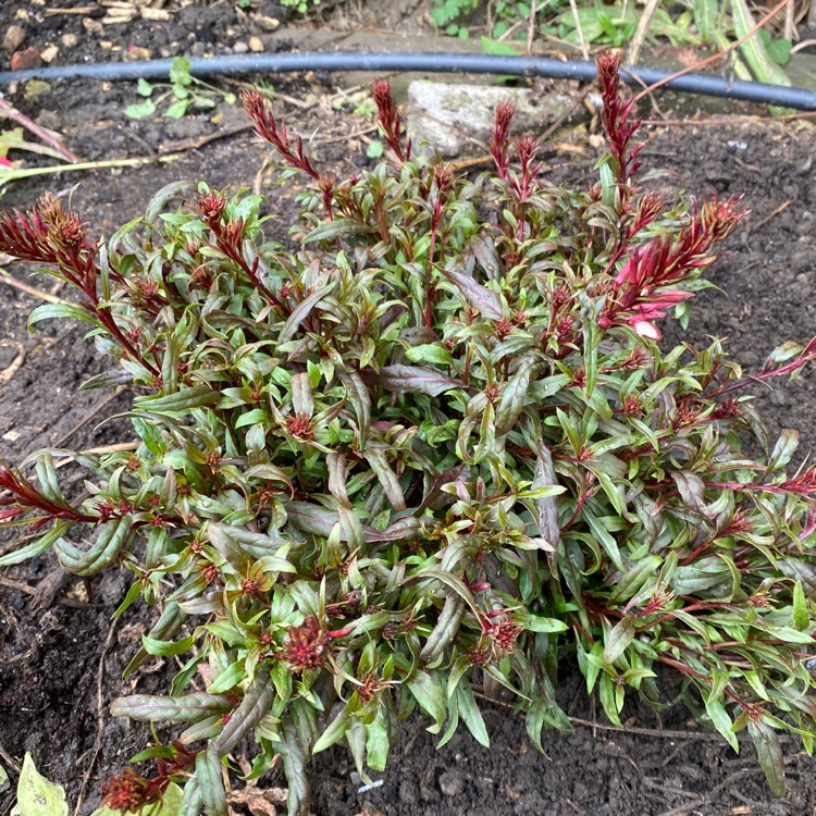 plant image 1505469 plant image 1505469