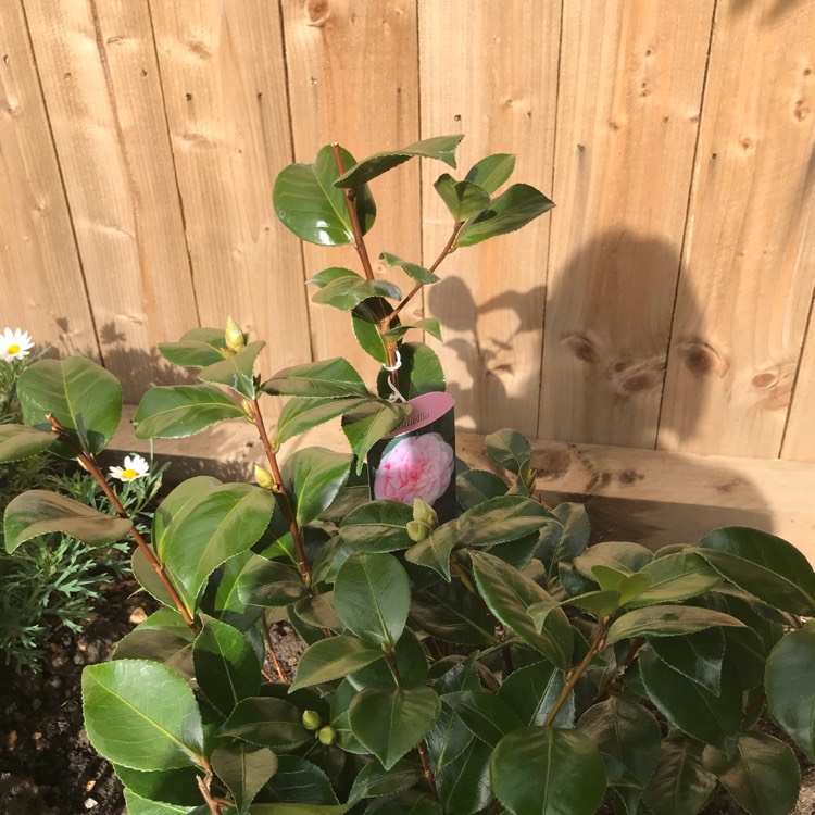 Plant image Camellia japonica 'Bonomiana'