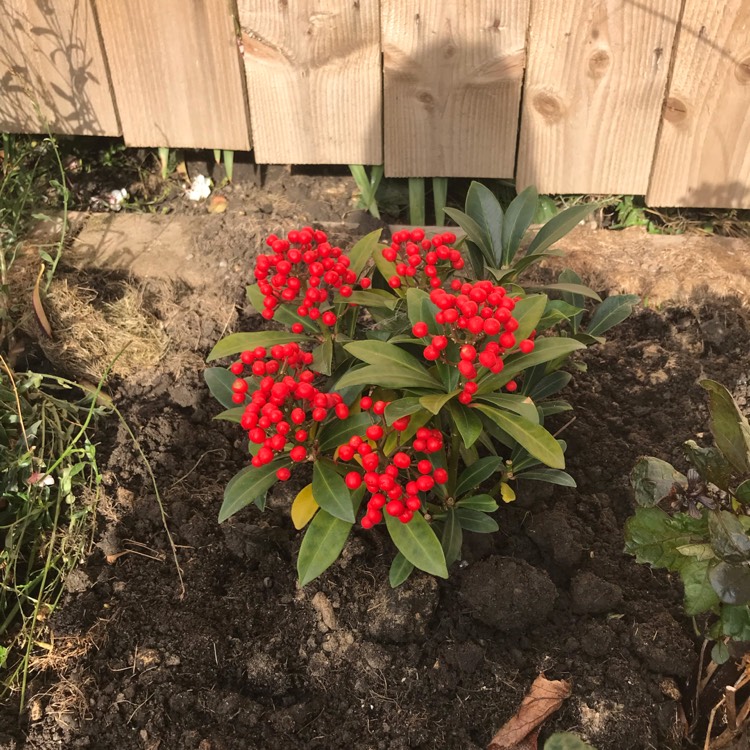 Plant image Skimmia japonica 'Pabella'