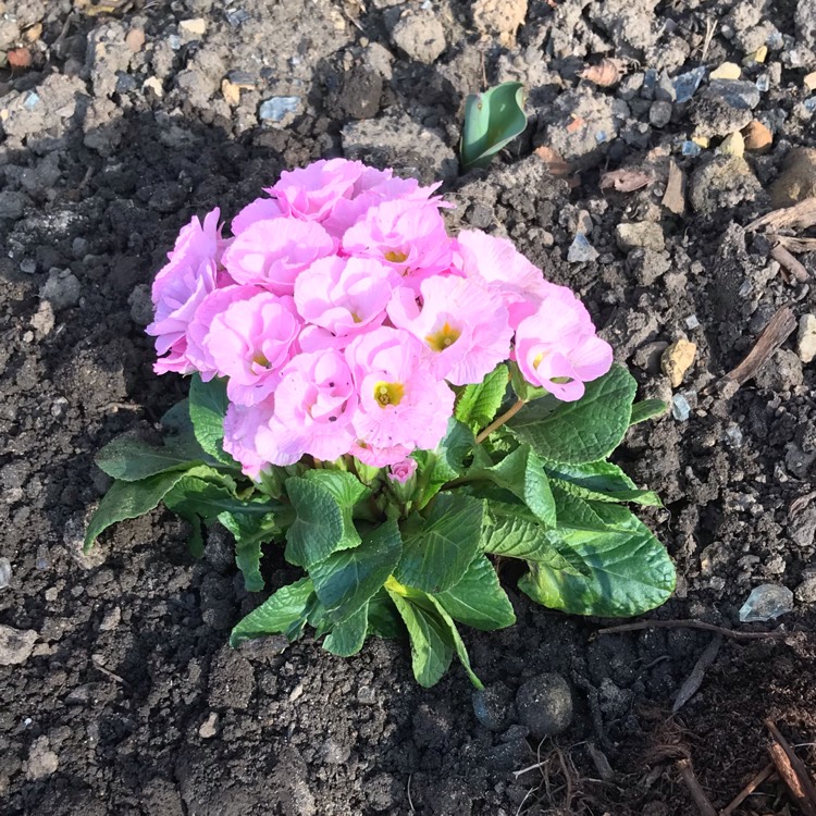 Plant image Primula acaulis 'Primlet Lavender Shades'