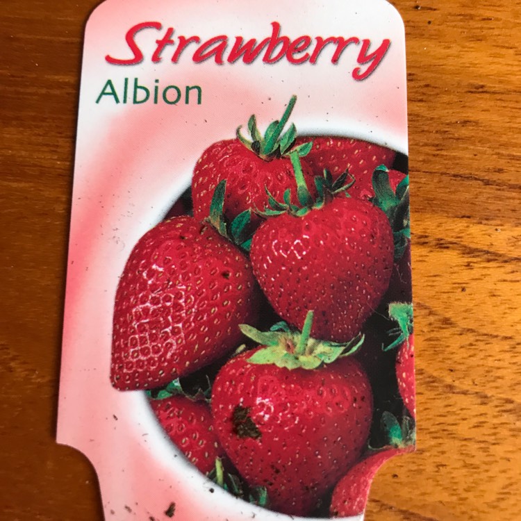 Plant image Fragaria x ananassa 'Albion'