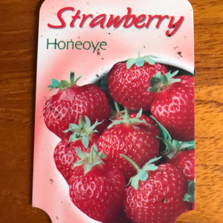 Plant image Fragaria x ananassa 'Honeoye'