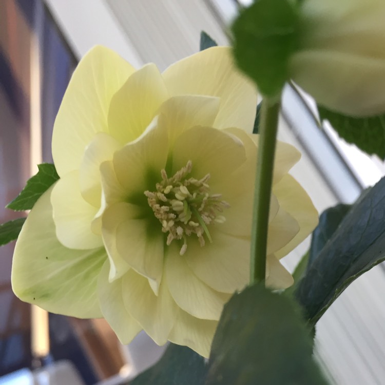 plant image 1104992
