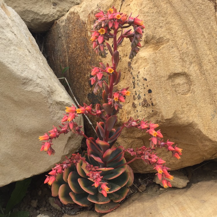 plant image 1179730