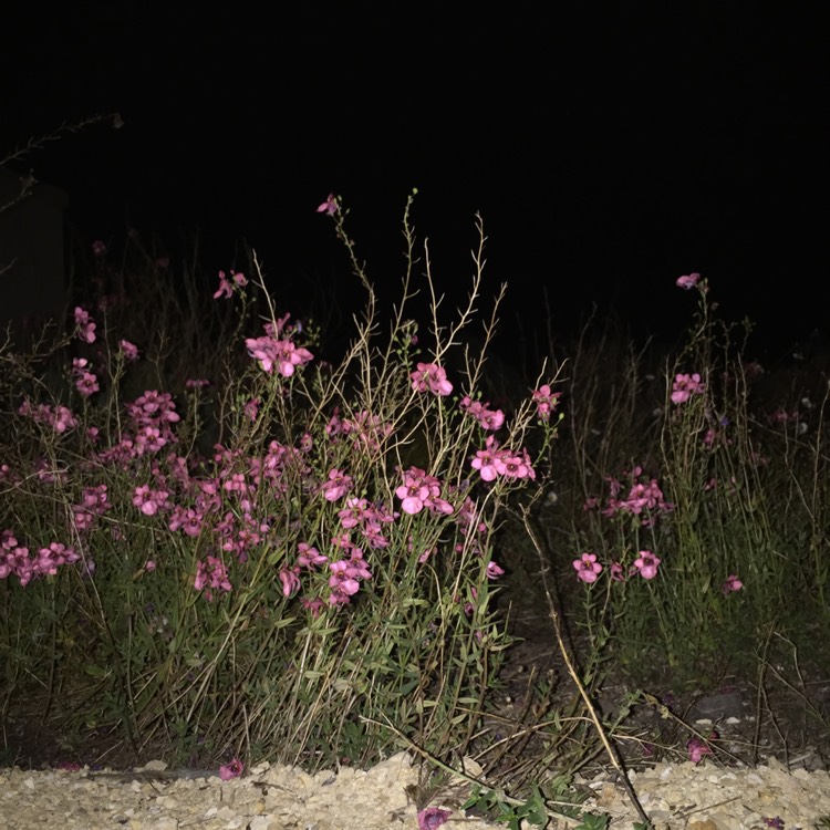plant image 396955