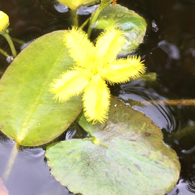 Plant image Nymphoides geminata