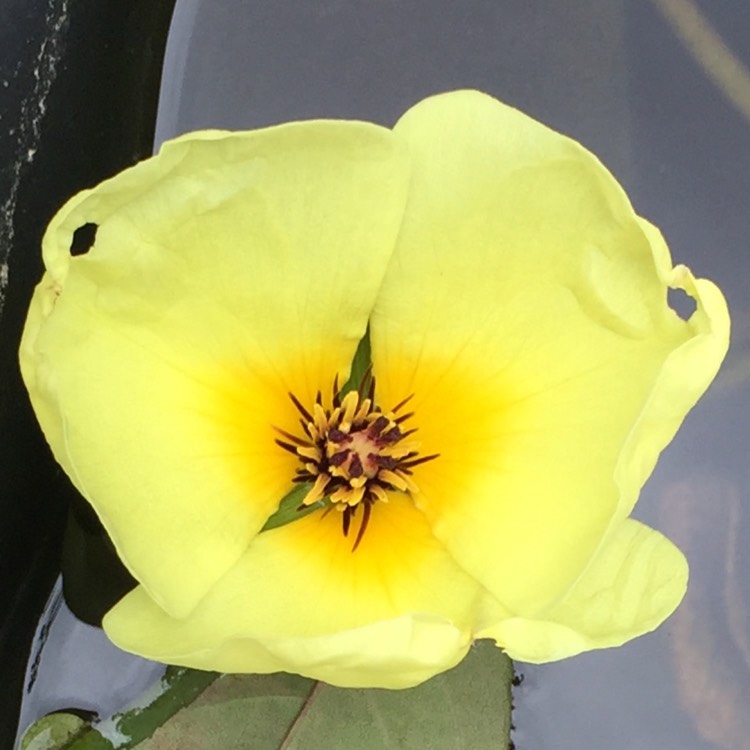Plant image Hydrocleys nymphoides
