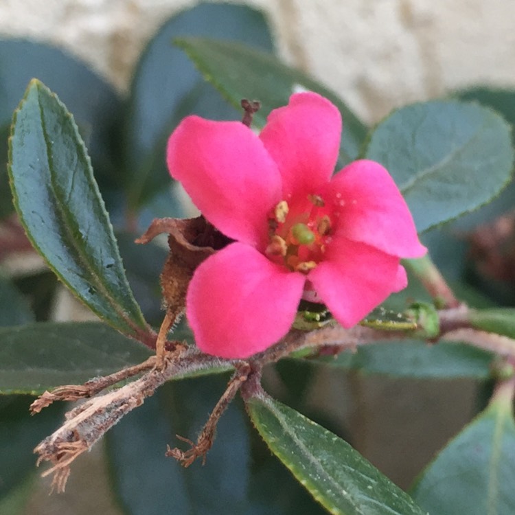 Plant image Escallonia rubra var. macrantha 'Crimson Spire'