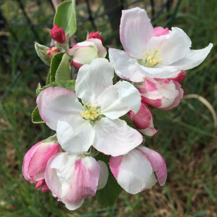 Plant image Malus domestica 'Granny Smith'
